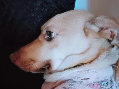 Cachorro raça SRD-ViraLata idade 1 ano nome Laika