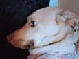 Laika