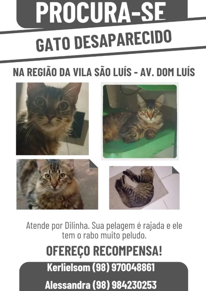 Gato raça SRD-ViraLata idade 7 a 11 meses nome Dilinha