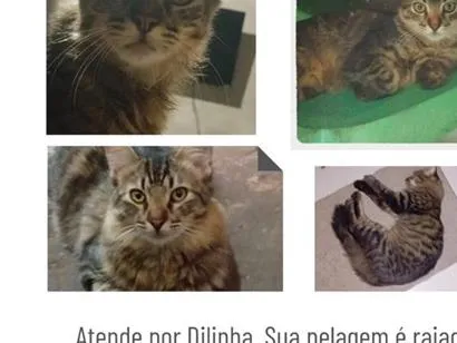 Gato raça SRD-ViraLata idade 7 a 11 meses nome Dilinha