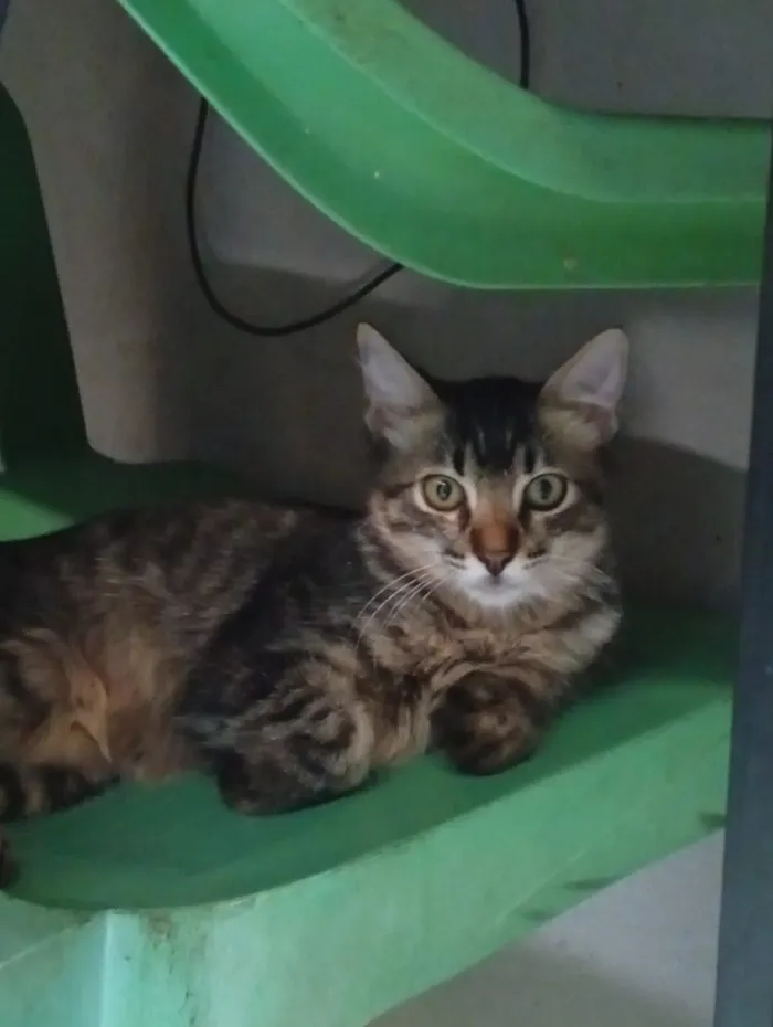Gato raça SRD-ViraLata idade 7 a 11 meses nome Dilinha