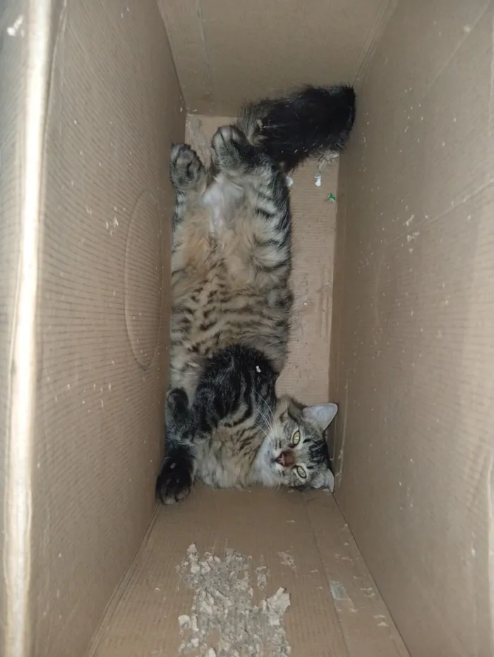 Gato raça SRD-ViraLata idade 7 a 11 meses nome Dilinha