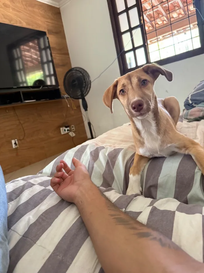 Cachorro raça SRD-ViraLata idade 2 a 6 meses nome Nala