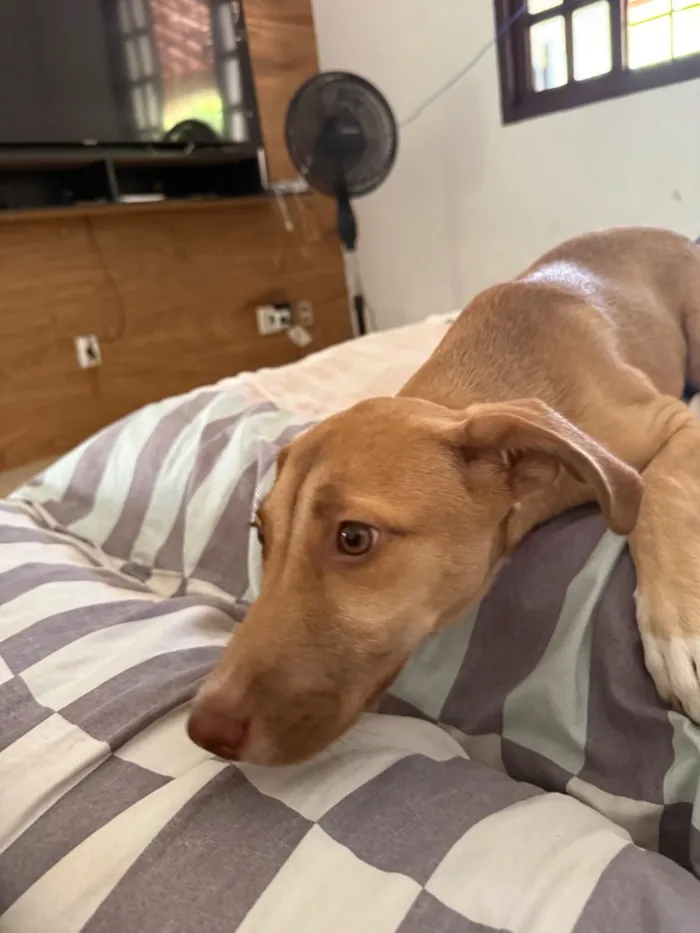 Cachorro raça SRD-ViraLata idade 2 a 6 meses nome Nala