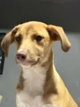 Nala