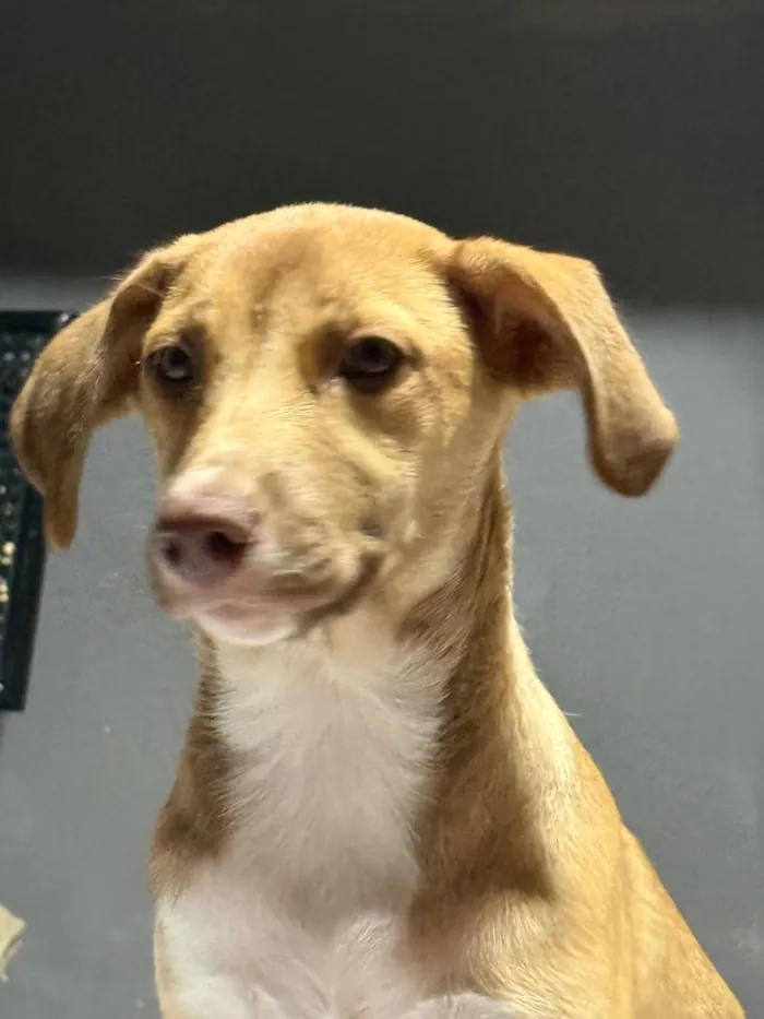 Cachorro raça SRD-ViraLata idade 2 a 6 meses nome Nala
