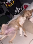 Nala