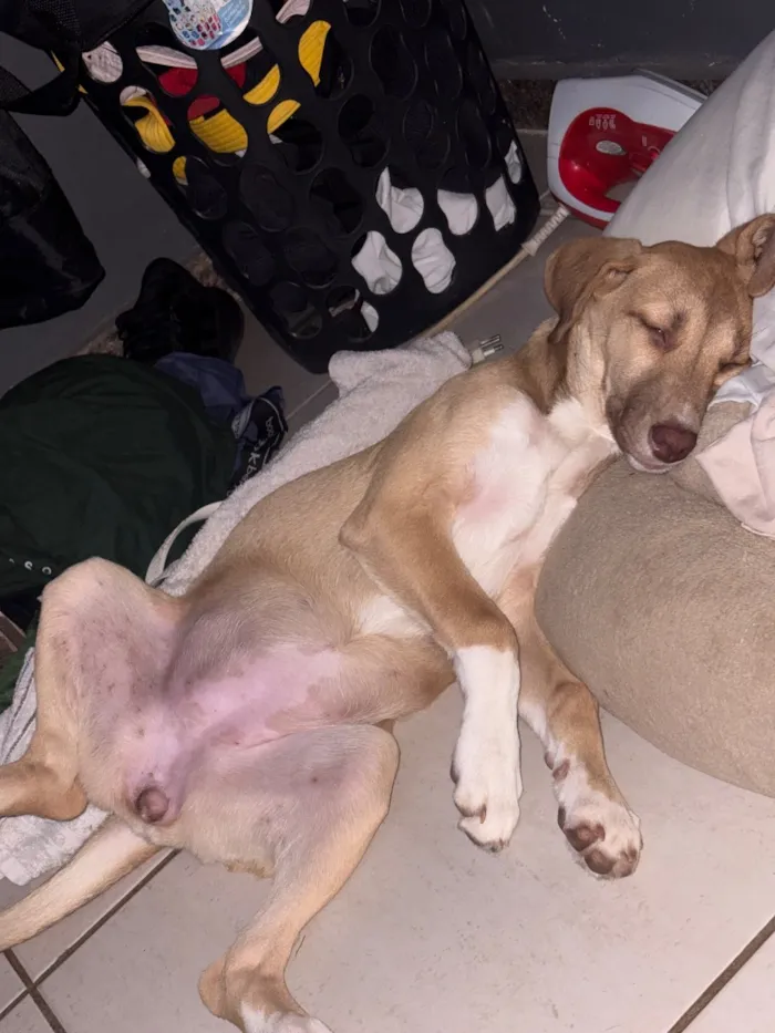 Cachorro raça SRD-ViraLata idade 2 a 6 meses nome Nala