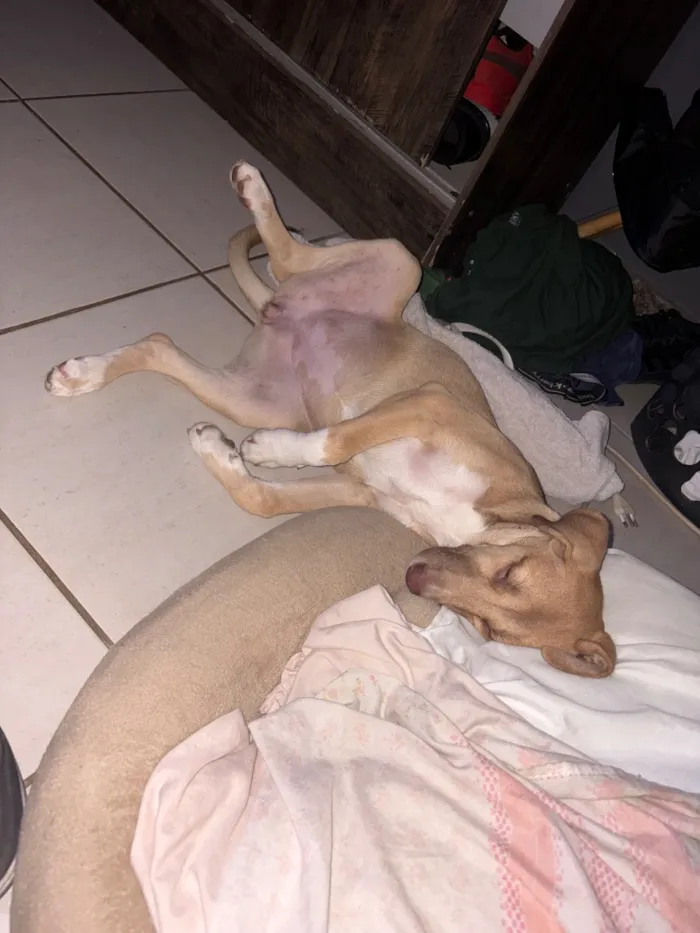 Cachorro raça SRD-ViraLata idade 2 a 6 meses nome Nala
