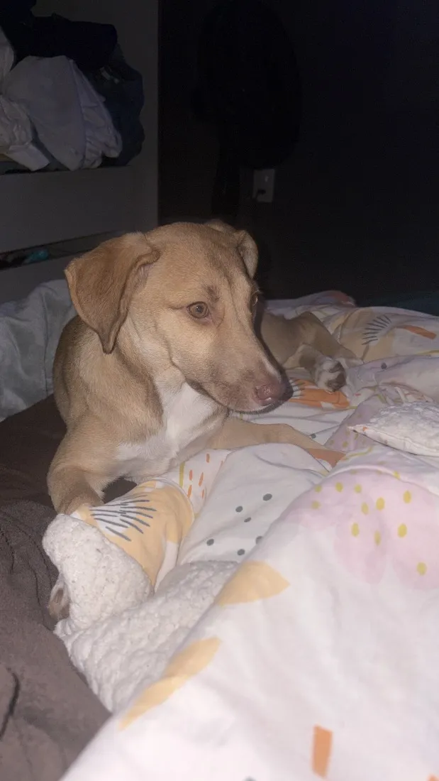 Cachorro raça SRD-ViraLata idade 2 a 6 meses nome Nala