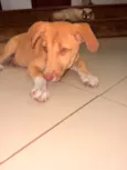 Nala