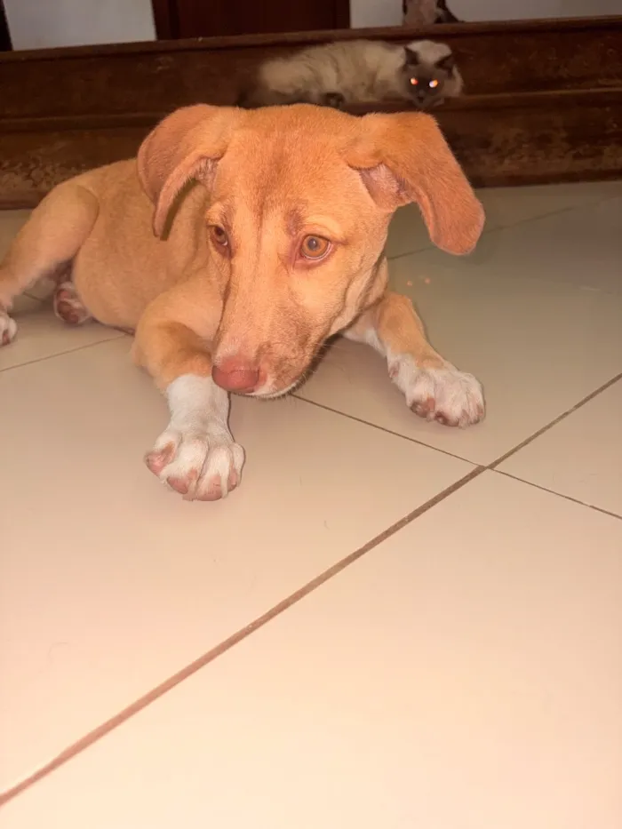 Cachorro raça SRD-ViraLata idade 2 a 6 meses nome Nala