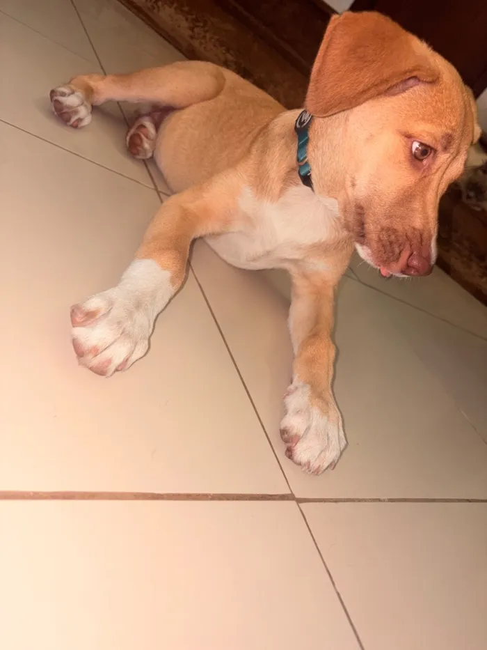 Cachorro raça SRD-ViraLata idade 2 a 6 meses nome Nala
