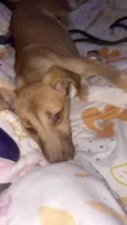 Nala