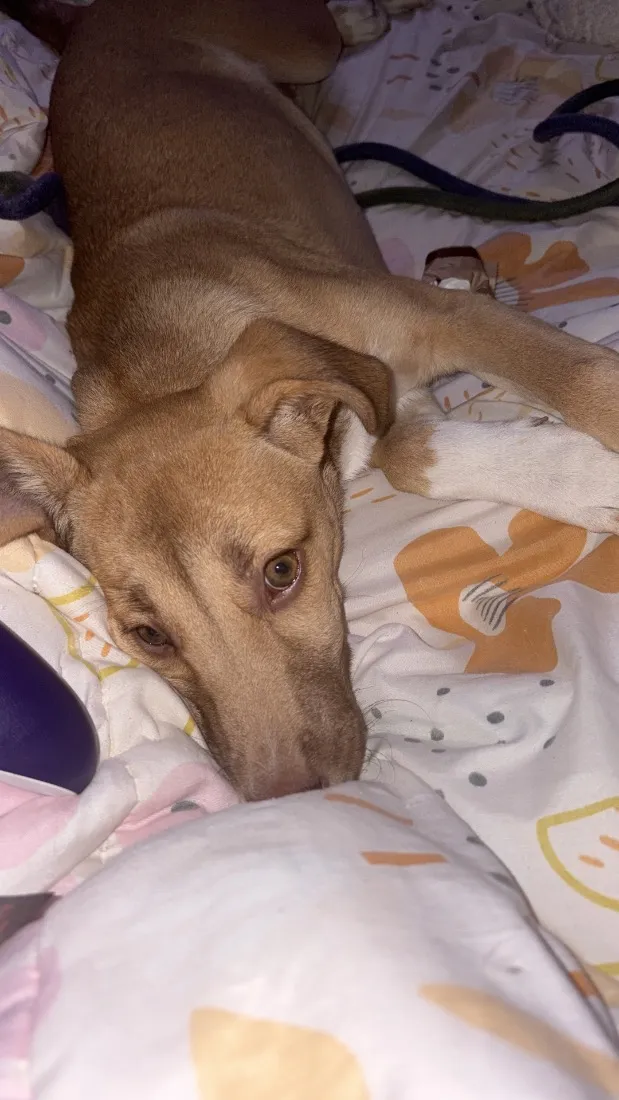 Cachorro raça SRD-ViraLata idade 2 a 6 meses nome Nala