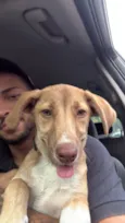 Nala