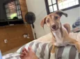 Nala