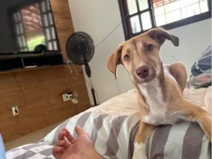 Cachorro raça SRD-ViraLata idade 2 a 6 meses nome Nala