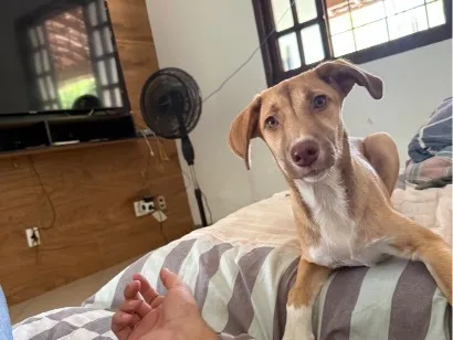 Cachorro raça SRD-ViraLata idade 2 a 6 meses nome Nala