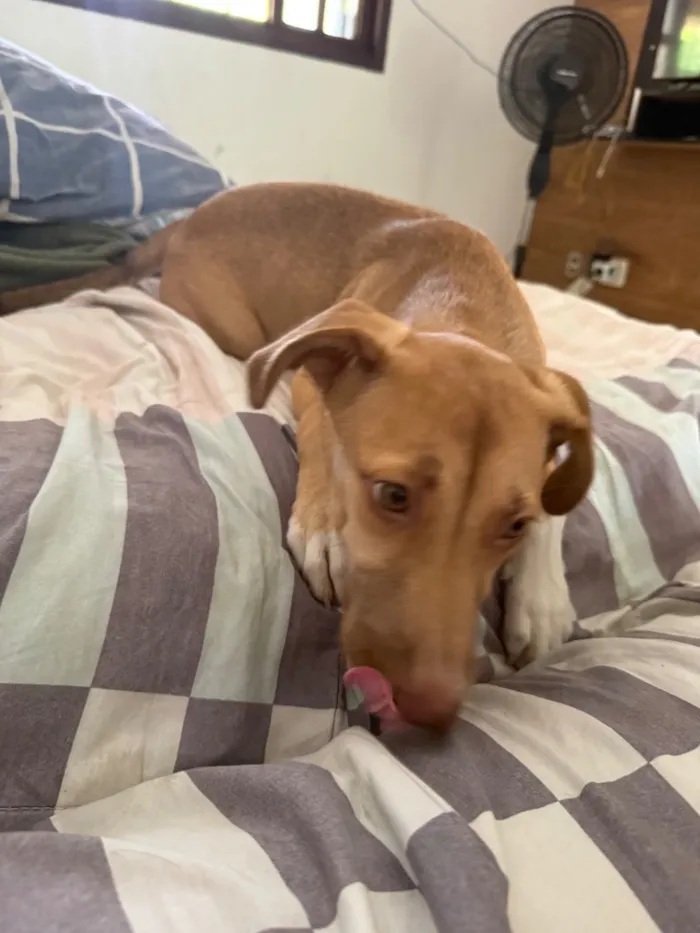 Cachorro raça SRD-ViraLata idade 2 a 6 meses nome Nala
