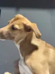 Nala