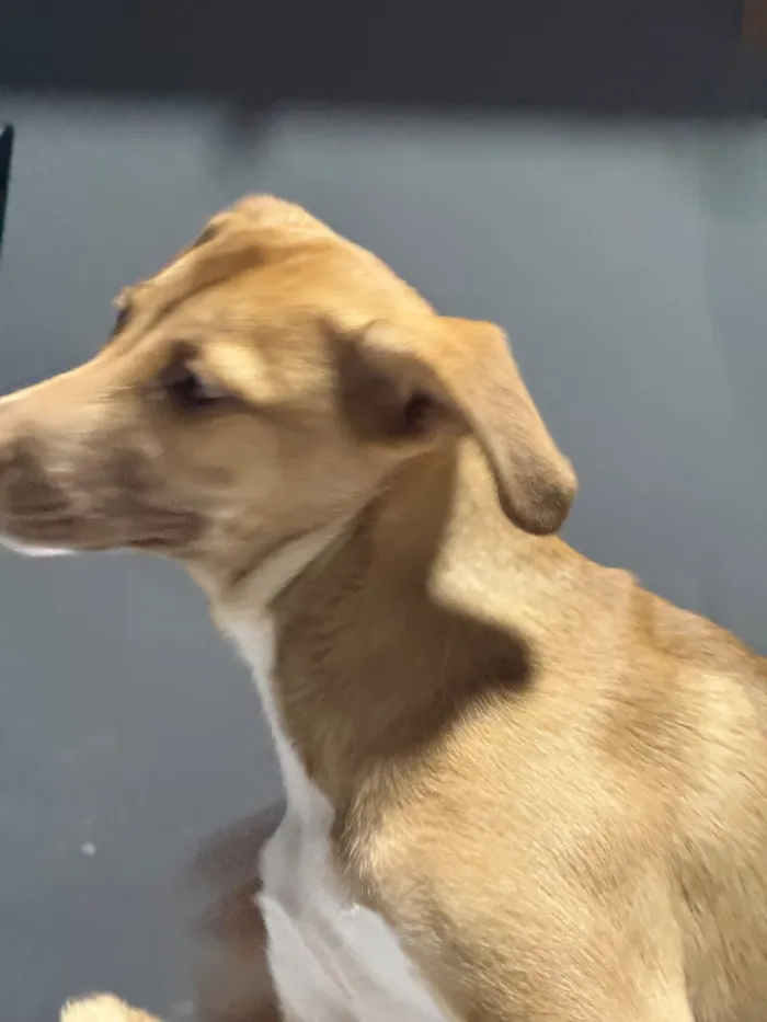 Cachorro raça SRD-ViraLata idade 2 a 6 meses nome Nala