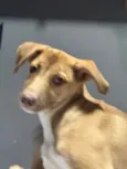 Nala