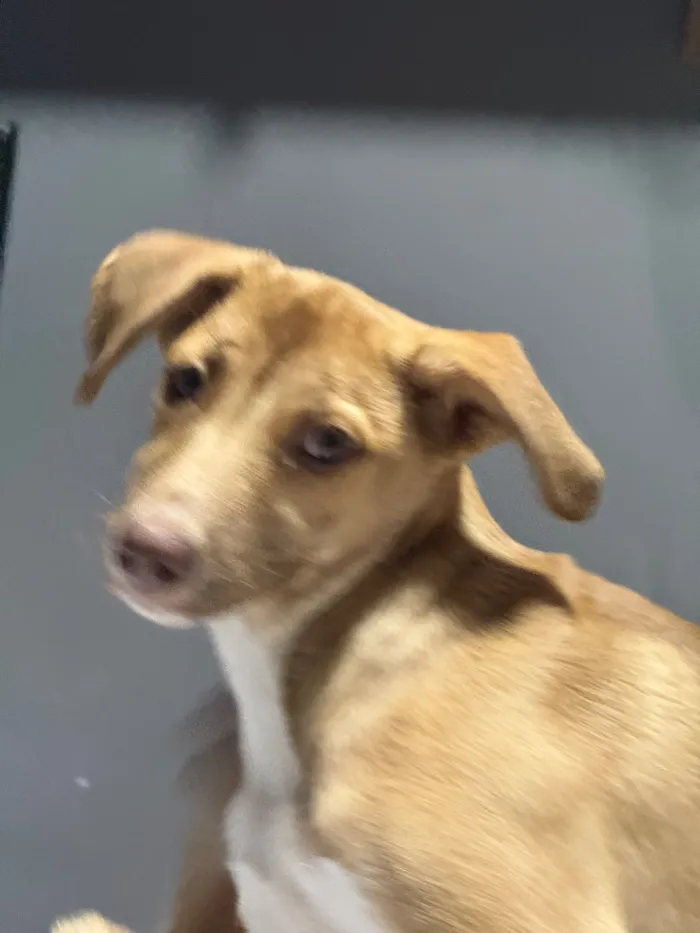 Cachorro raça SRD-ViraLata idade 2 a 6 meses nome Nala