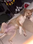Nala