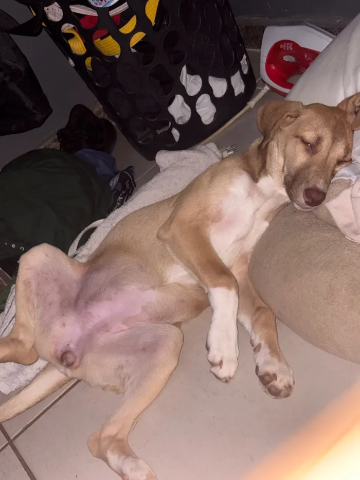 Cachorro raça SRD-ViraLata idade 2 a 6 meses nome Nala