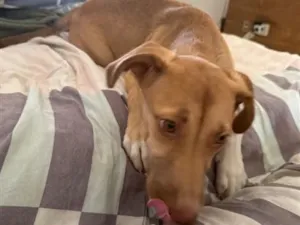 Cachorro raça SRD-ViraLata idade 2 a 6 meses nome Nala
