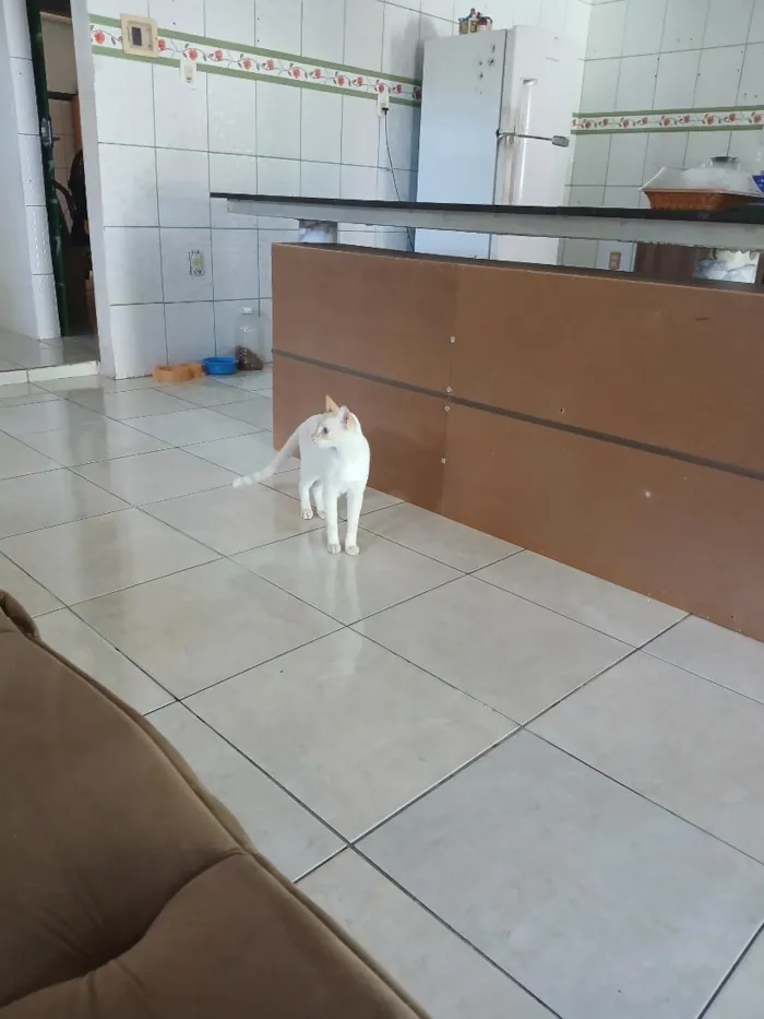 Gato raça SRD-ViraLata idade 2 a 6 meses nome luan