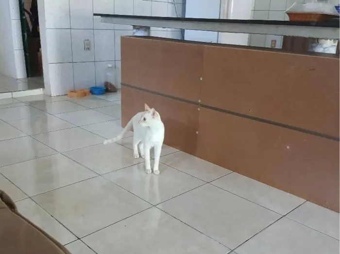Gato raça SRD-ViraLata idade 2 a 6 meses nome luan