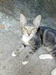 Oncinha