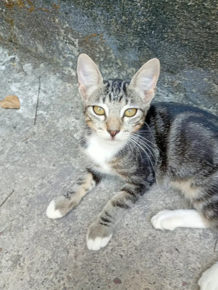Gato raça SRD-ViraLata idade 2 a 6 meses nome Oncinha