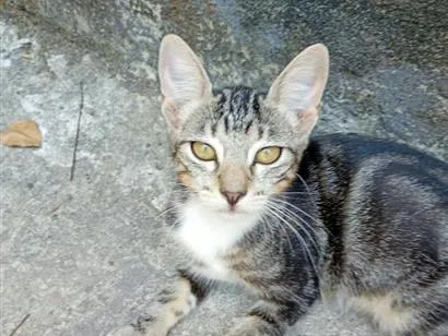 Gato raça SRD-ViraLata idade 2 a 6 meses nome Oncinha