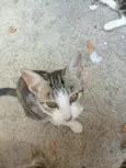 NINA