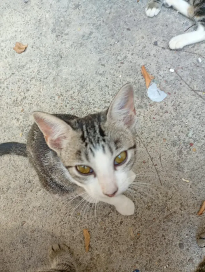 Gato raça SRD-ViraLata idade 2 a 6 meses nome NINA