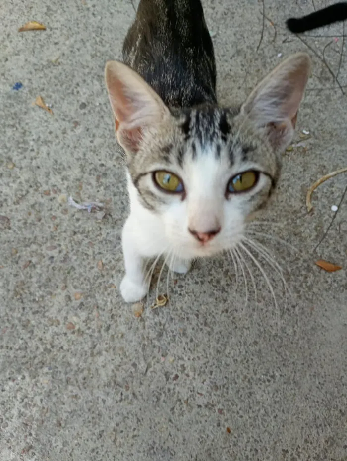 Gato raça SRD-ViraLata idade 2 a 6 meses nome NINA