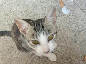 Gato raça SRD-ViraLata idade 2 a 6 meses nome NINA