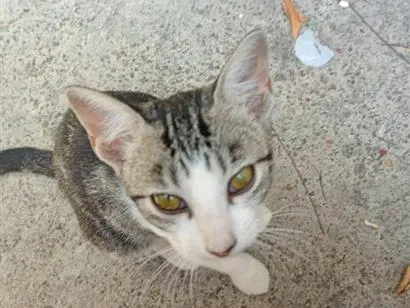 Gato raça SRD-ViraLata idade 2 a 6 meses nome NINA