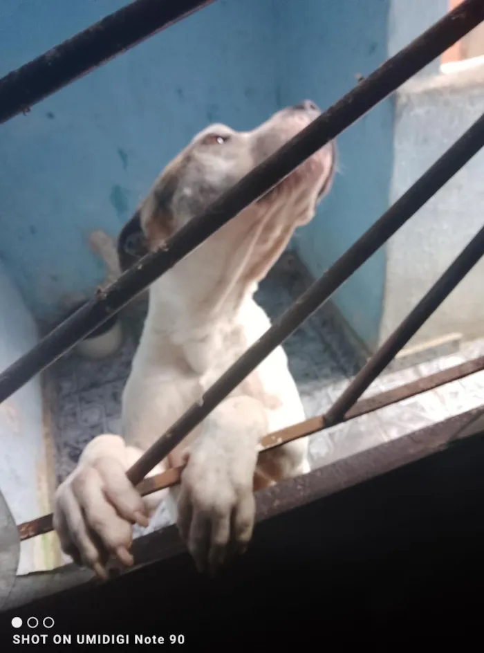 Cachorro raça Pit-Bull idade 3 anos nome JERRY