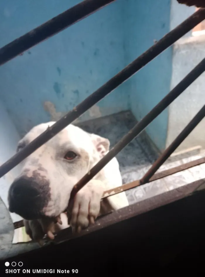 Cachorro raça Pit-Bull idade 3 anos nome JERRY