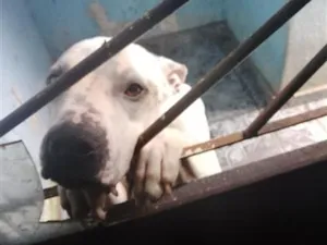 Cachorro raça Pit-Bull idade 3 anos nome JERRY