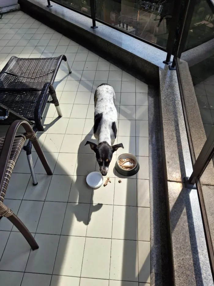 Cachorro raça SRD-ViraLata idade 6 ou mais anos nome Ana