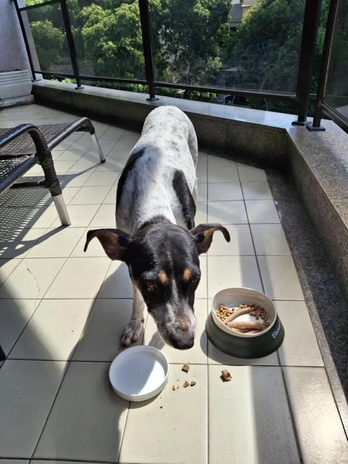Cachorro raça SRD-ViraLata idade 6 ou mais anos nome Ana
