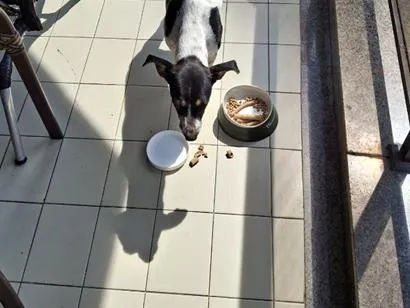 Cachorro raça SRD-ViraLata idade 6 ou mais anos nome Ana