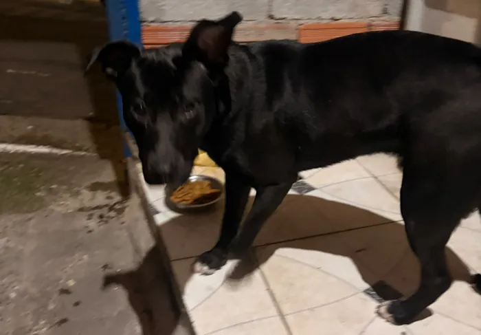 Cachorro raça SRD-ViraLata idade 2 a 6 meses nome Nino