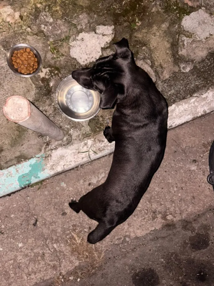 Cachorro raça SRD-ViraLata idade 2 a 6 meses nome Nino