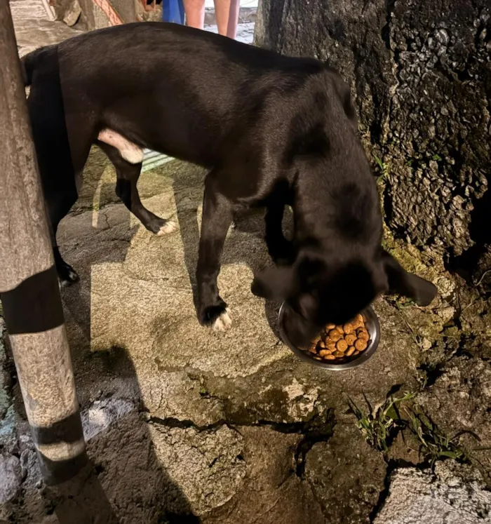 Cachorro raça SRD-ViraLata idade 2 a 6 meses nome Nino